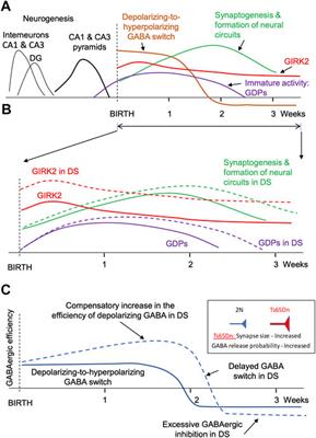 Enhanced GIRK2 channel signaling in Down syndrome: A feasible role in the development of abnormal nascent neural circuits